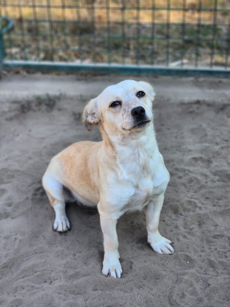 sendy_5kep